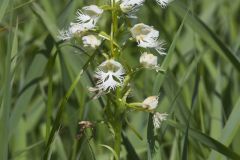 Eastern Prairie Fringed Orchid, Platanthera leucophaea