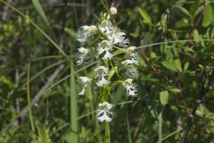 Eastern Prairie Fringed Orchid, Platanthera leucophaea