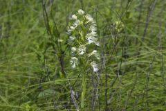 Eastern Prairie Fringed Orchid, Platanthera leucophaea