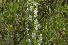 Eastern Prairie Fringed Orchid, Platanthera leucophaea