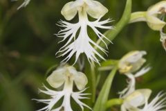 Eastern Prairie Fringed Orchid, Platanthera leucophaea