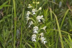 Eastern Prairie Fringed Orchid, Platanthera leucophaea