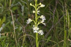 Eastern Prairie Fringed Orchid, Platanthera leucophaea