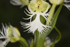 Eastern Prairie Fringed Orchid, Platanthera leucophaea