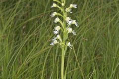 Eastern Prairie Fringed Orchid, Platanthera leucophaea