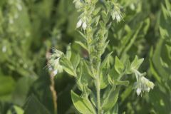 Eastern Prairie Marbleseed, Lithospermum parviflorum
