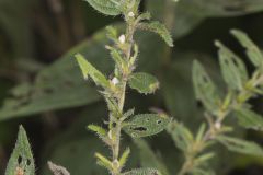 Eastern Prairie Marbleseed, Lithospermum parviflorum