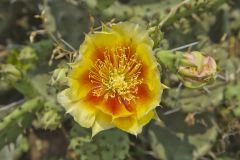 Eastern Prickly Pear, Opuntia humifusa