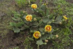 Eastern Prickly Pear, Opuntia humifusa