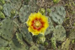 Eastern Prickly Pear, Opuntia humifusa