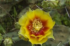 Eastern Prickly Pear, Opuntia humifusa