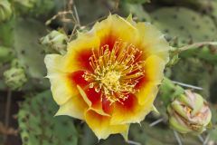 Eastern Prickly Pear, Opuntia humifusa