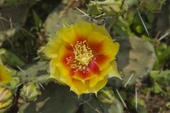 Eastern Prickly Pear, Opuntia humifusa