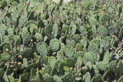 Eastern Prickly Pear, Opuntia humifusa