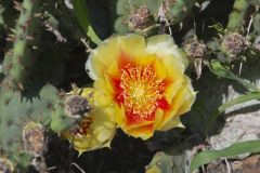 Eastern Prickly Pear, Opuntia humifusa