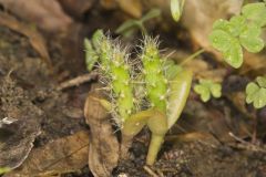 Eastern Prickly Pear, Opuntia humifusa