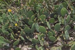 Eastern Prickly Pear, Opuntia humifusa