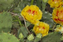 Eastern Prickly Pear, Opuntia humifusa