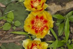 Eastern Prickly Pear, Opuntia humifusa