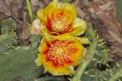 Eastern Prickly Pear, Opuntia humifusa