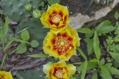 Eastern Prickly Pear, Opuntia humifusa