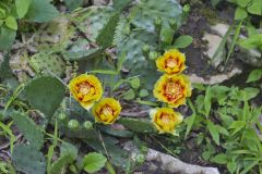 Eastern Prickly Pear, Opuntia humifusa