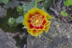 Eastern Prickly Pear, Opuntia humifusa