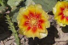 Eastern Prickly Pear, Opuntia humifusa