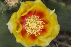 Eastern Prickly Pear, Opuntia humifusa