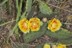 Eastern Prickly Pear, Opuntia humifusa