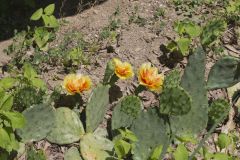 Eastern Prickly Pear, Opuntia humifusa