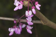 Eastern Redbud, Cercis canadensis