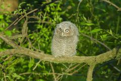 Eastern Screech Owl, Megascops asio