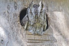 Eastern Screech Owl, Megascops asio