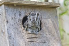 Eastern Screech Owl, Megascops asio