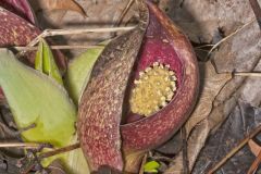 Eastern Skunk Cabbage, Symplocarpus foetidus