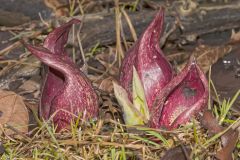 Eastern Skunk Cabbage, Symplocarpus foetidus