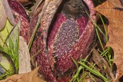 Eastern Skunk Cabbage, Symplocarpus foetidus