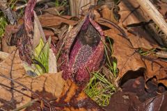 Eastern Skunk Cabbage, Symplocarpus foetidus