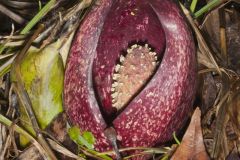 Eastern Skunk Cabbage, Symplocarpus foetidus