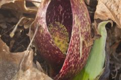 Eastern Skunk Cabbage, Symplocarpus foetidus