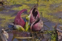 Eastern Skunk Cabbage, Symplocarpus foetidus