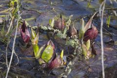 Eastern Skunk Cabbage, Symplocarpus foetidus