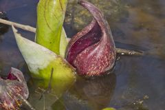 Eastern Skunk Cabbage, Symplocarpus foetidus