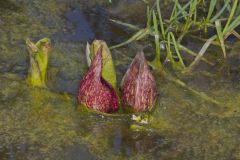 Eastern Skunk Cabbage, Symplocarpus foetidus