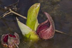 Eastern Skunk Cabbage, Symplocarpus foetidus