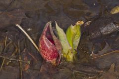 Eastern Skunk Cabbage, Symplocarpus foetidus