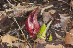 Eastern Skunk Cabbage, Symplocarpus foetidus