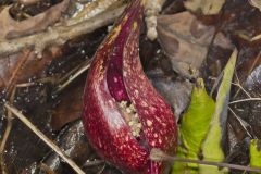 Eastern Skunk Cabbage, Symplocarpus foetidus