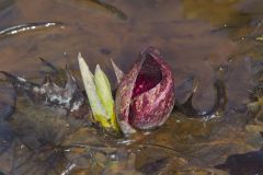 Eastern Skunk Cabbage, Symplocarpus foetidus